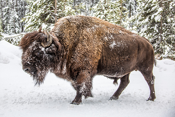 Yellowstone - Bison