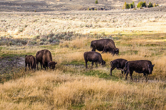 Yellowstone - Bison