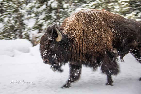 Yellowstone - Bison