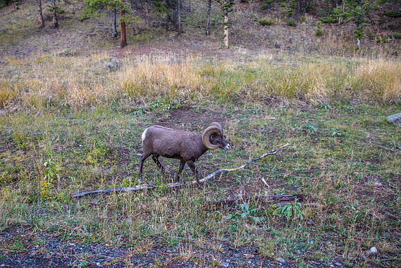 Yellowstone - Bighorn Sheep