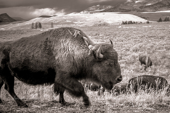 Yellowstone - Bison