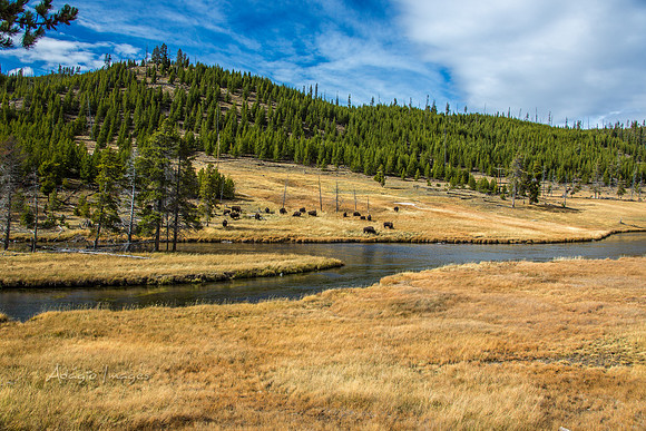 Yellowstone - Bison