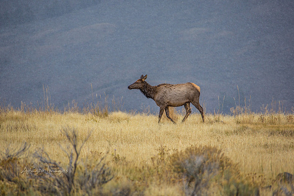 Yellowstone - Elk