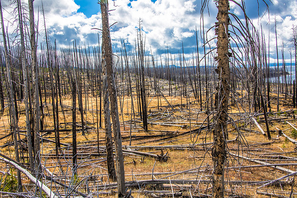 Yellowstone