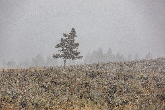 Yellowstone
