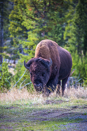 Yellowstone - Bison