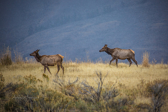 Yellowstone - Elk