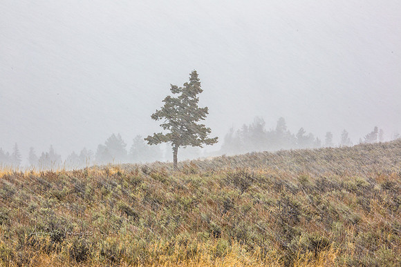 Yellowstone