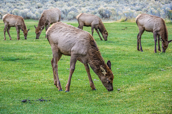 Yellowstone - Elk
