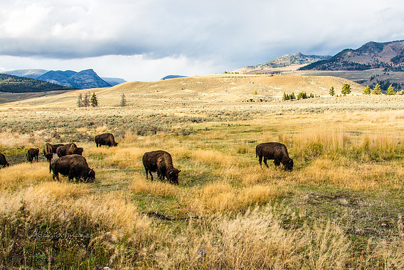 Yellowstone - Bison