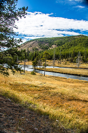 Yellowstone - Bison