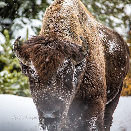 Yellowstone - Bison