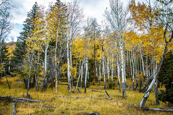 Yellowstone