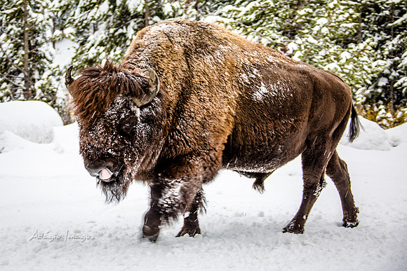 Yellowstone - Bison