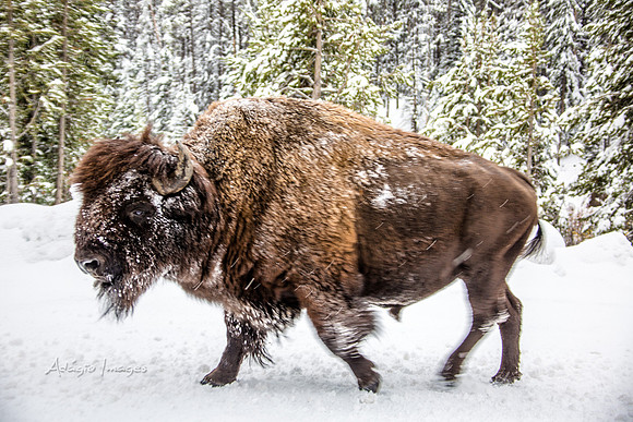 Yellowstone - Bison