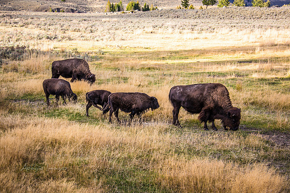 Yellowstone - Bison