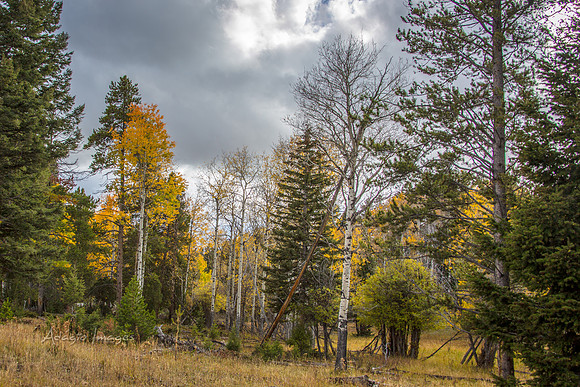 Yellowstone