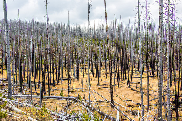 Yellowstone