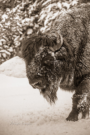 Yellowstone - Bison