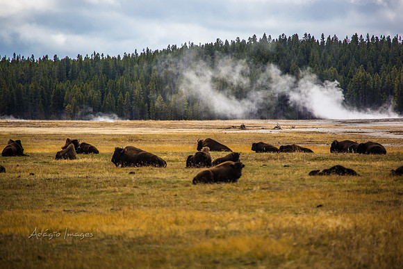 Yellowstone - Bison