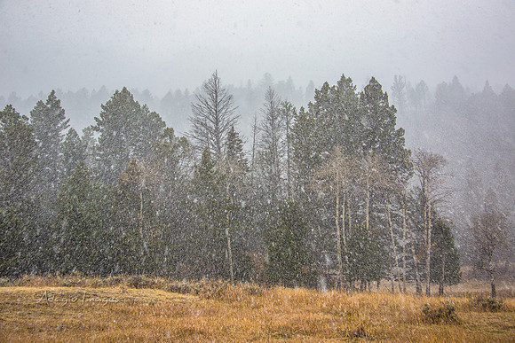 Yellowstone