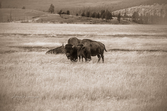 Yellowstone - Bison