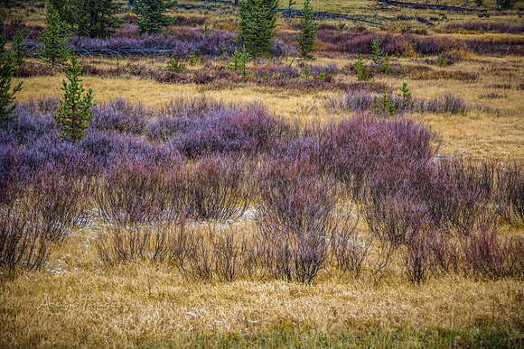 Yellowstone