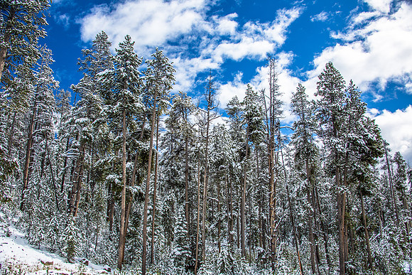 Yellowstone