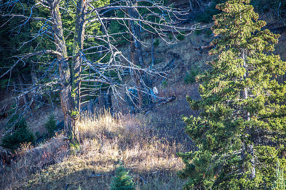 Yellowstone - Owl