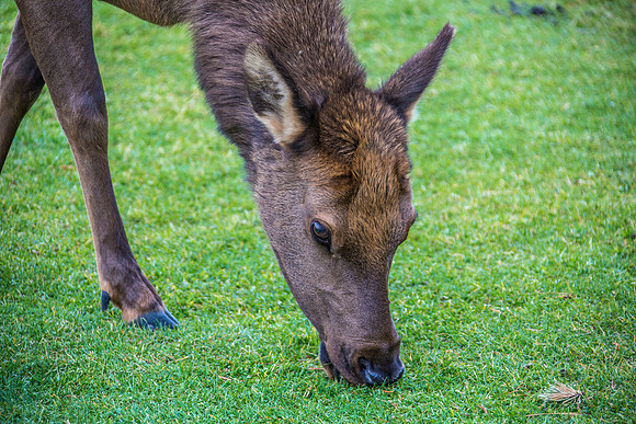 Yellowstone - Elk