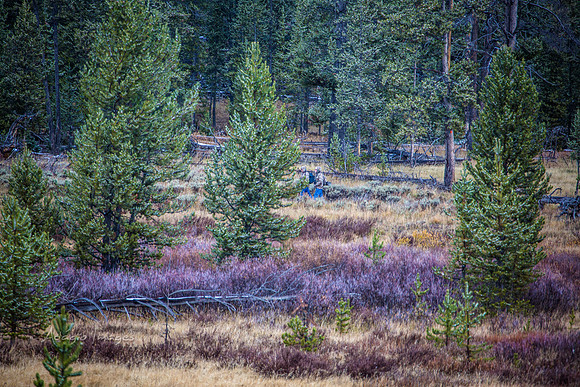 Yellowstone