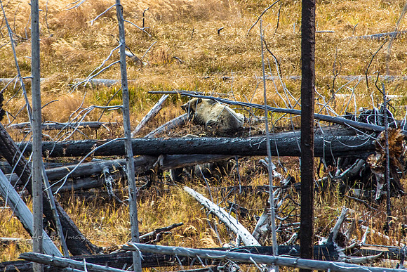 Yellowstone - Bears