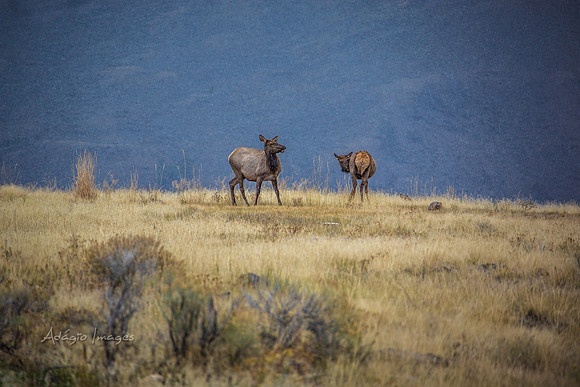 Yellowstone - Elk