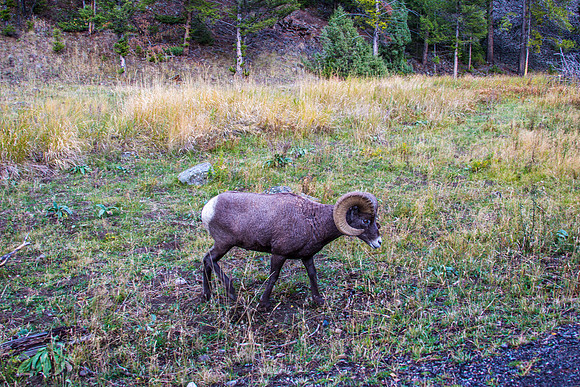 Yellowstone - Bighorn Sheep
