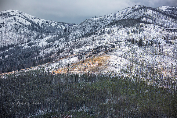 Yellowstone