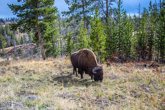 Yellowstone - Bison