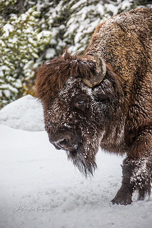 Yellowstone - Bison