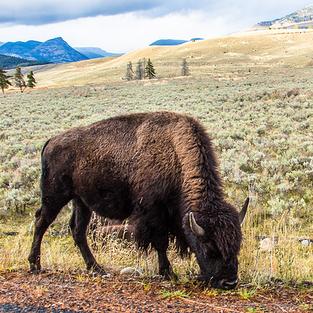 Yellowstone - Bison