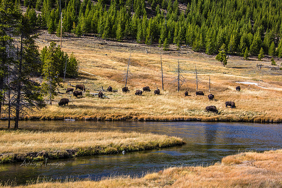 Yellowstone - Bison
