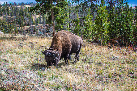 Yellowstone - Bison