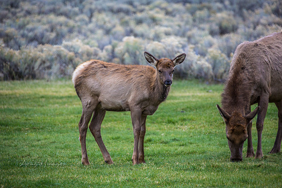 Yellowstone - Elk
