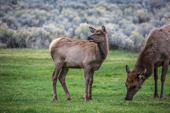 Yellowstone - Elk