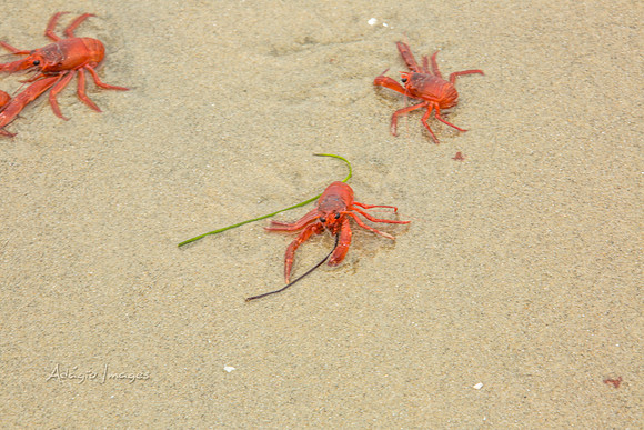 San Diego Beach