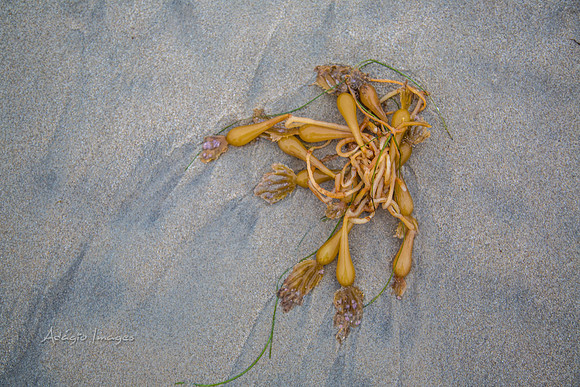 San Diego Beach