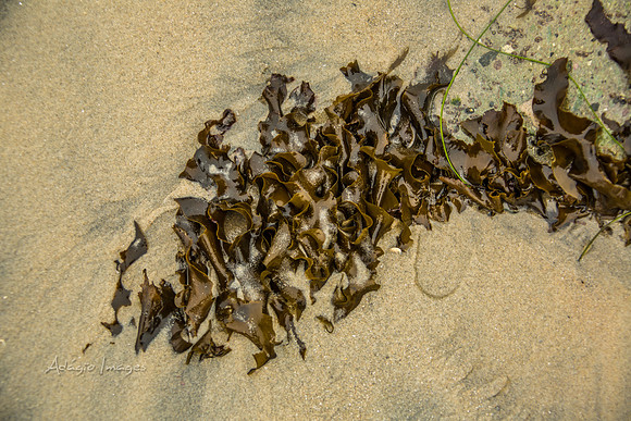 San Diego Beach