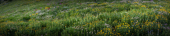 180717_Albion Basin_099-Pano