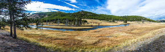 Yellowstone - Bison