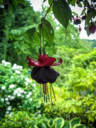 Butchart Garden