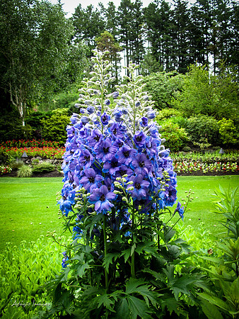 Butchart Garden