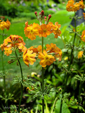 Butchart Garden